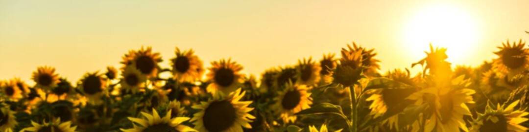 A field of sunflowers under a golden sunset. The vibrant yellow petals of the sunflowers are illuminated by the warm, glowing sun hanging low in the sky, creating a serene and picturesque scene.